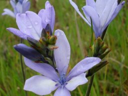 Babiana bainesii